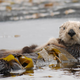 Illustration for article titled A Reality TV Show Starring Sea Otters Is Taking the Internet by Storm